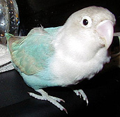 ���Ƃő҂��Ă�����