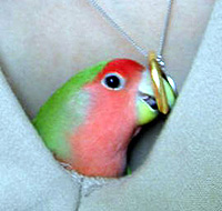 ����������Ȃ�A����ς�܂܂̂Ƃ���