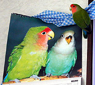 �E�E�E�ڂ��ɂ́A�������Ȃ��̂��B�B