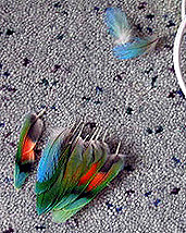 ����B�B�����A�{���ɂ��߂�˂��B�B(v_v)