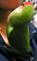 �˂��˂��A�Ȃ�ŋ����Ă�̂��H