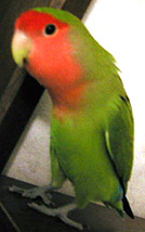 �܂܁A�Ȃɂ��H