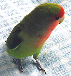 ��H�������傤�Ԃ���H�H