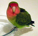 �������悧�`�I