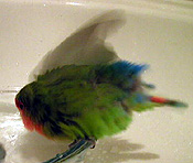 �����ꂥ�`���I