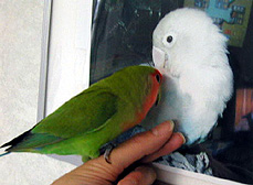 �ӂ����˂��������A�n�~�n�~���Ă������`��