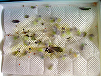 ������ƁA���񂿂�����邯�ǁE�E�E(^^;