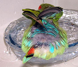 �V�����K���A�킩�那�H