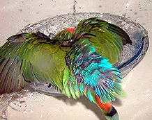 �ڂ��̂����ہA���Č��ā`�I