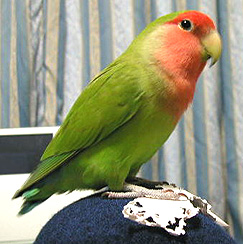 �����A�����Ȃ����Ă΁I