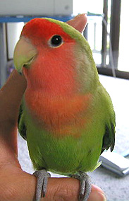 �ڂ������̒��Ԃ������Ă����āI�I