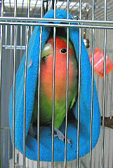 �����A�D���Ȃ񂾂��`��