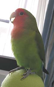 ���R����Ȃ���`�ˁ`�ӂ����˂��`���႟�`���