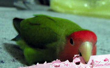 �ŋ߁A�K�W�K�W���y�����񂾁`��