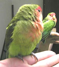 �ӂ��`�C�����悩�����ˁ�