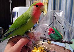 ����񂿂��A���肪�Ƃ���