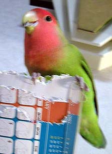 �ւ��ւ��ց`�ڂ��̍ŋ߂̎�Ȃ́`��