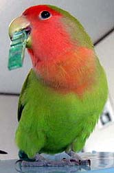 �����A�V���肳��H�V��ł�ꍇ����Ȃ������I