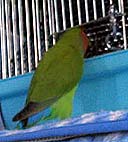 �˂�ˁA���肽���́`��