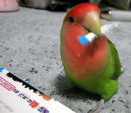 ��`�A����Ȃ��񂩂Ȃ��H�H