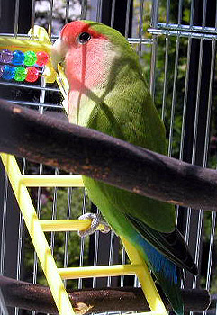 �v�X�̓����ڂ����A�C���������`�ɂ�`���