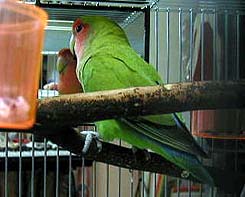 ���r���O�A�h�L�h�L�����Ⴄ�I