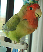 ���`�C�����悩�������`��