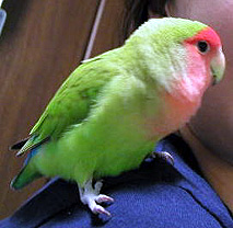 �r�����A�v���Ԃ肾�ˁ�