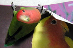 �����͖r������S(���܁��܁�)�m���[�C�I