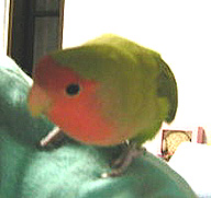 �p�p���A���v���Ԃ肾�˂��I