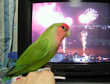 �������A�Ȃ񂾂�����H�I