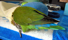 �����ꂿ�Ⴈ�[���ƁB