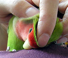 �E�E�E�������ƁA�s���Ȃ��ł��` ( �N)( �d)( ..)( __) 