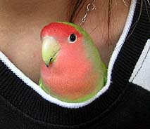 �����A�~�ɂȂ���������́H