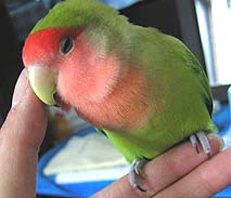 ���`�A�˂ނ��˂ނ����B�B