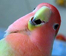 �p�p�ɂ́A�����Ȃ������`���