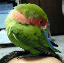 ���v���Ǝv���悧�`�B