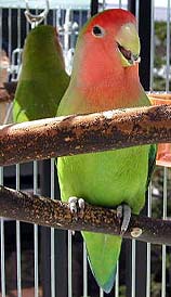 �ЂȂ��ڂ����`�����������`��