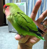 �ˁA�Ȃ�Ƃ��Ȃ��ł���H