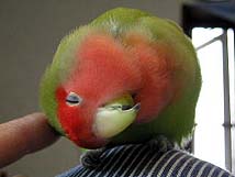 �ڂ��͂ˁ`�A�E���V�C�R�g���炯�`��