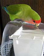 ����ł����[���H