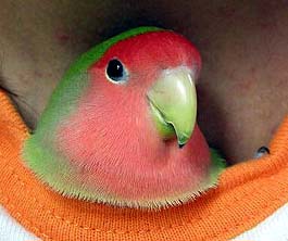 ����ςˁA��������ԁA�g�����́�