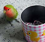 ���A�ڂ������ς��撣���Đ؂����̂ɁE�E�E