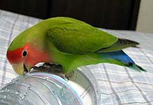 ���̂ق����ˁA�K�W�K�W���₷���񂾂��B