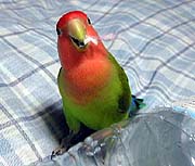 �������I�����ɂȂ��Ă��炷�ׂ���������I