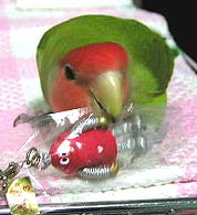 ����A�ڂ��̃��{�R���I