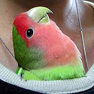 �˂��˂��A�܂܂��`�ǁ[�����̂��`