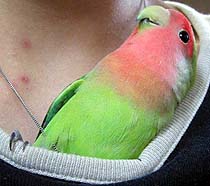 �ˁ[���Ă΂��`�I