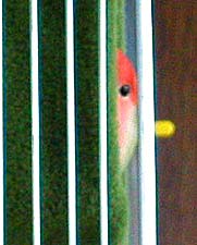 �E�E�E�܂܁A�C�C�R�˂�˂��Ă邩�ȁH