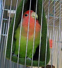 �܂܂��A�˂�˂ł�����I